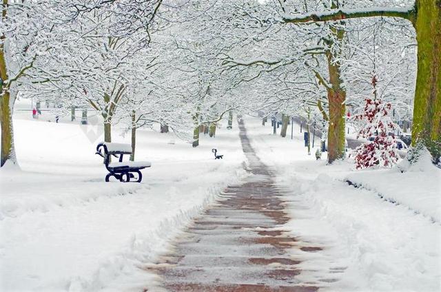 雪 雪下了 季节 枝杈 分支机构 冬天 雪花 温度 自然