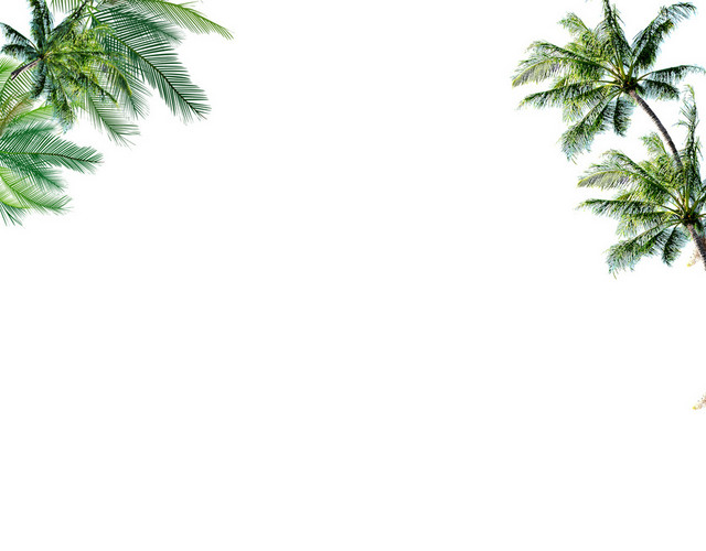 椰子树热带植物矢量素材