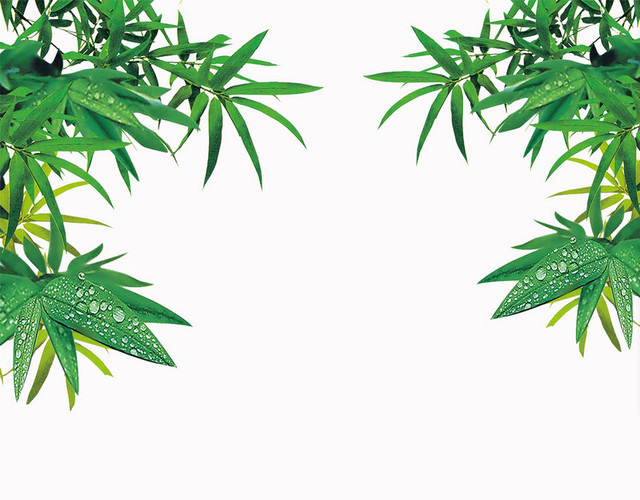 露珠在绿色竹叶上