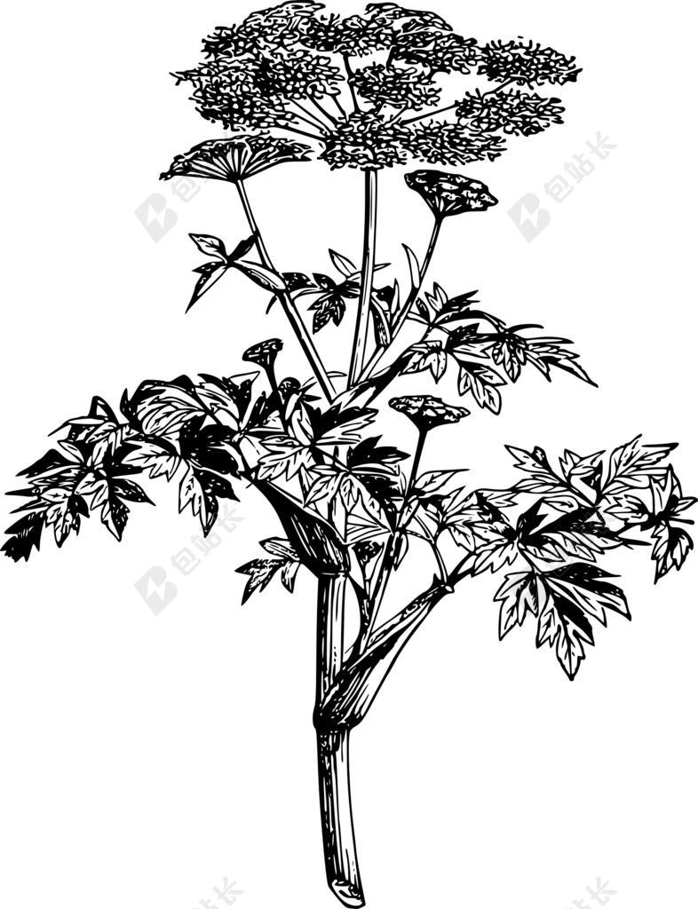 当归 植物区系 花 如花 花园 植物