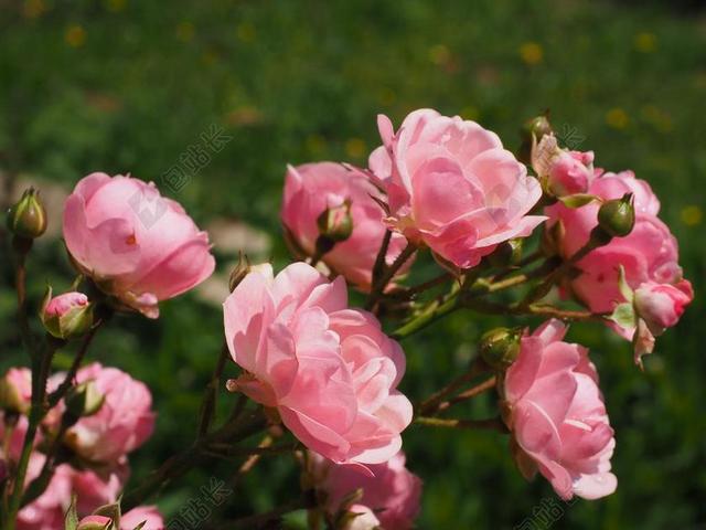 玫瑰 蔷薇 粉红色 玫瑰花园 开花 花园 花 厂 玫瑰花蕾