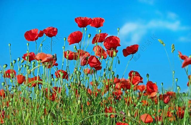罂粟 花 KLATSCHMOHN 开花 红色 罂粟花田 性质