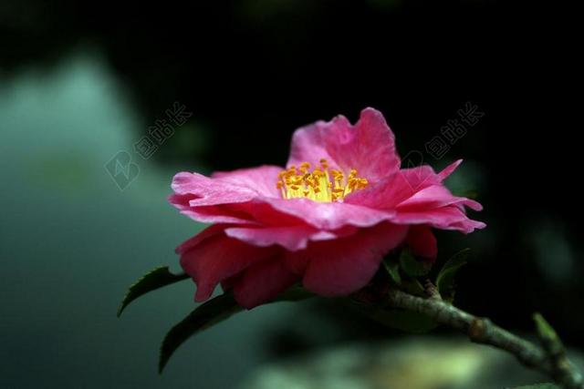 山茶花 桃紅色 茶花 粉 花