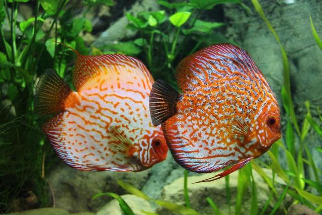 鱼 掷铁饼 水族馆 观赏鱼 鲈鱼 异国情调 水下 外来鱼类