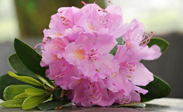 杜鹃花 花 鲜花 厂 光明 杜鹃 夏季 粉色花 粉色的花