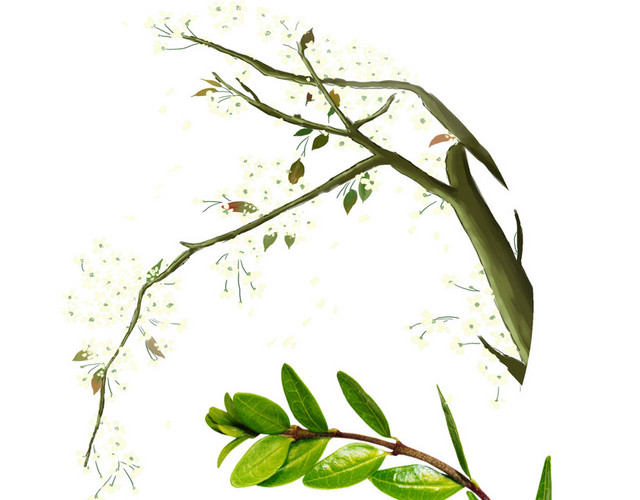 树枝梅花绿叶PNG大图