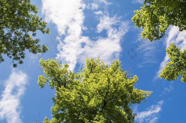 树 天空 蓝色 云 仰望 在草地上的谎言 春天 夏季 美丽