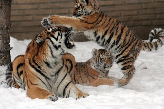 老虎 母亲 女性 小熊 雪 冬天 大猫 捕食者 条纹 年轻