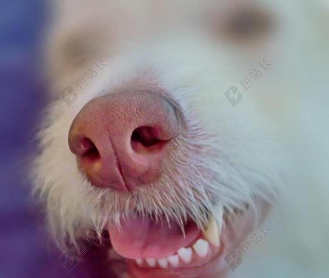 狗 动物 鼻子 气味 嗅觉 SPüRNASE吻 牙 舌 鼻孔