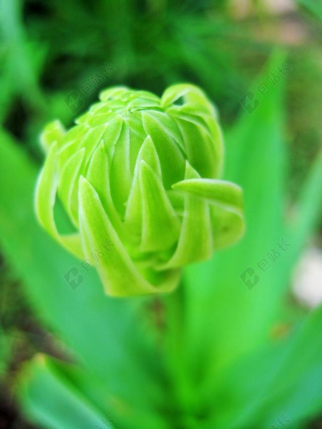 绿色 花蕾 万年青 芽 开花 春 花的 盛开 植物区系