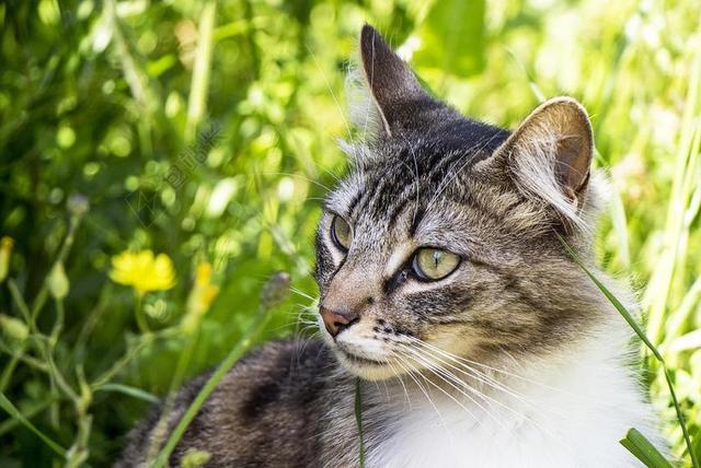猫 性质 动物 宠物 弗利纳 小猫 晶须 绿色的眼睛