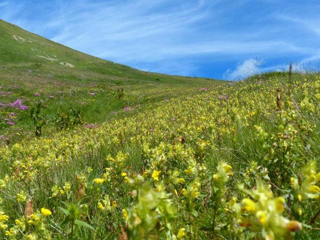 点地梅窘迫不安锅 鲜花 黄色 高山草甸 草地 草坡 花多 田园