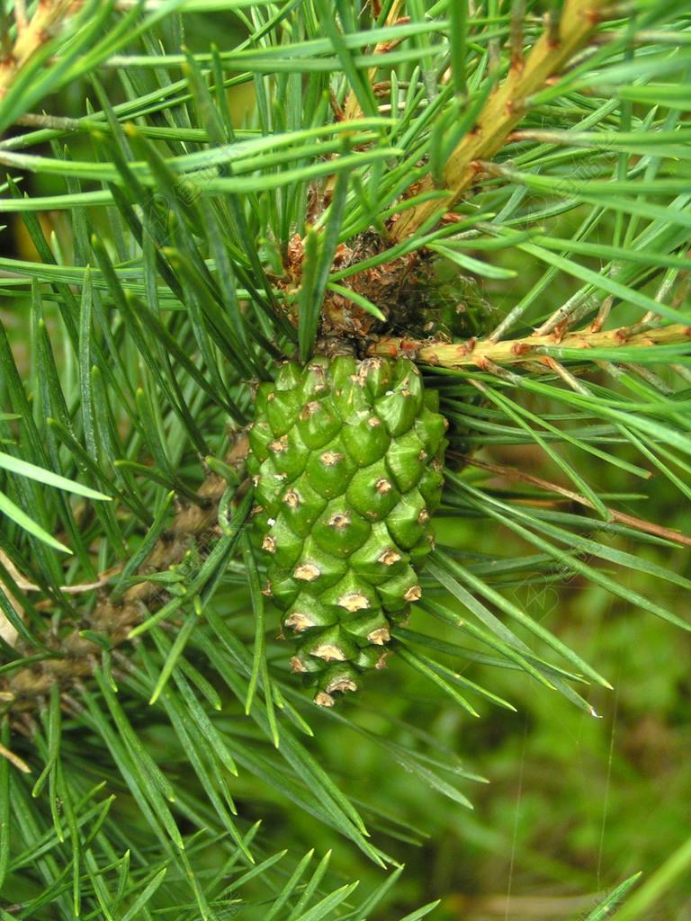 松树 绿色 叶子 针叶树 锥 绿化 树 植物 植物区系