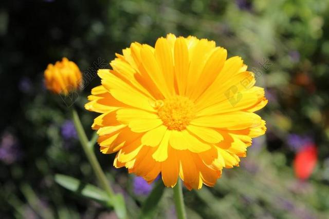 金盏花 草本植物 黄色 花 盛开 原野 植物区系 野生 中药