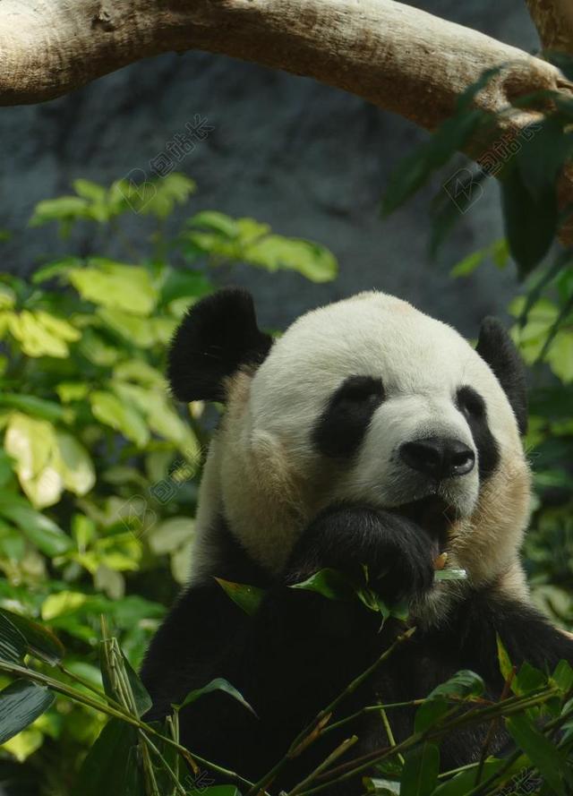 熊猫 熊 头绘图 哺乳动物 黑与白 熊猫熊 竹 中国 可爱