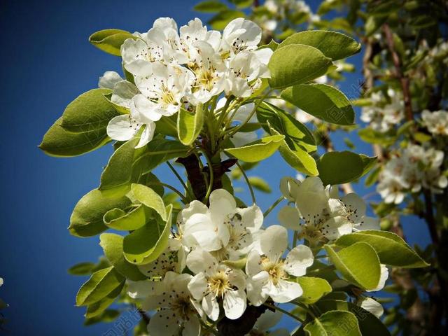 梨花 水果 鲜花 白 绿色 叶 雌蕊 字段 珍珠 花树