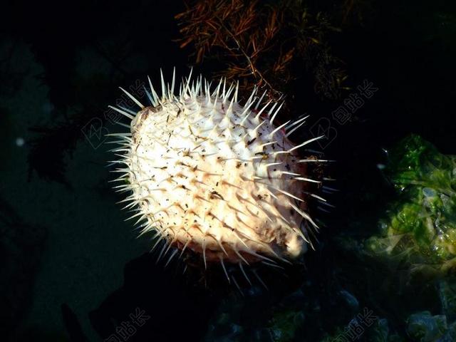 海底清新河豚背景图片