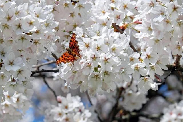 日本樱花树 鲜花 白 花树 春天 日本樱花 开花时间 蝴蝶