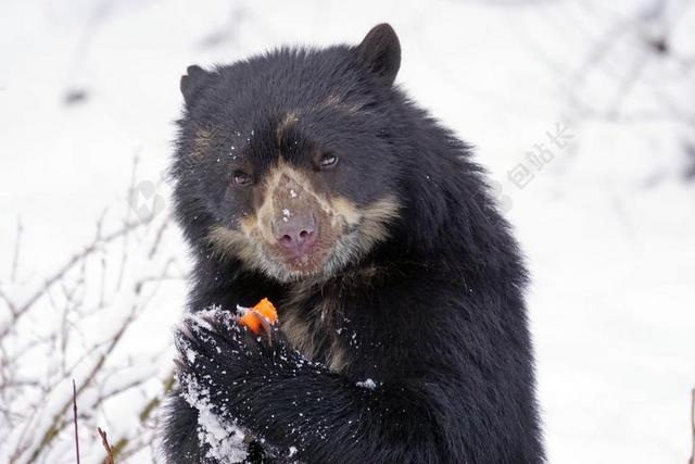 眼镜熊 捕食 食品 安第斯熊 安第斯山脉 短鼻熊 生物