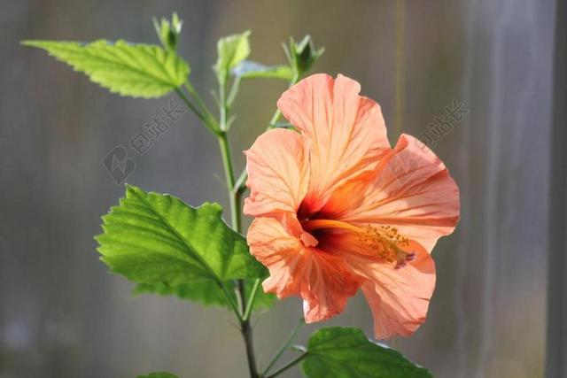 芙蓉花 红色 芙蓉 观赏植物 花