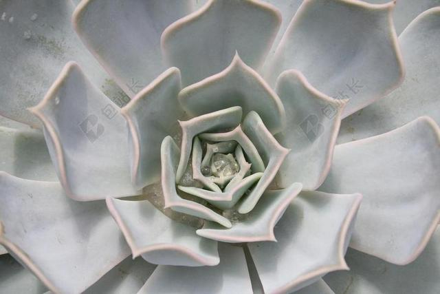 仙人掌 热带 热带地区 异国情调 厂 绿色 植物群 特写
