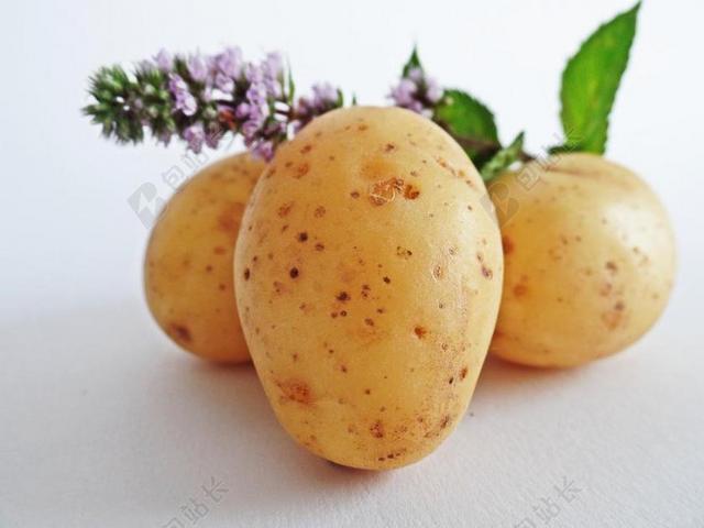 土豆 蔬菜 字段 吃 生物 性质 鲍尔 农业