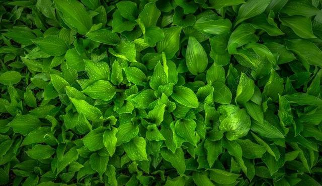 叶 大自然 绿色 春天 HWALYEOB 抽象 植物 扑簌