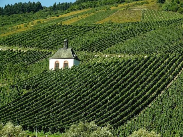 葡萄园 酒 景观 MOSEL 葡萄种植 秋季 年份 葡萄藤