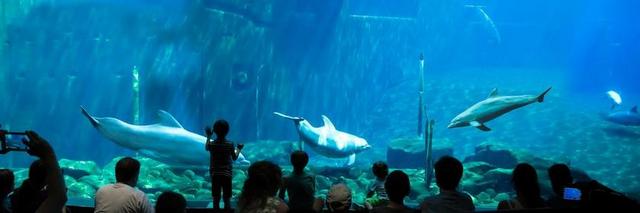 水族馆 海豚 水下 跳水 观众 海 桌上弹球 散热片 游泳