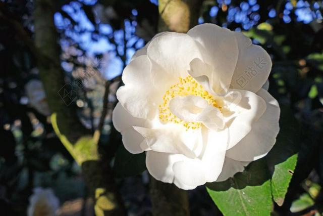花园自然日本山茶花背景图片
