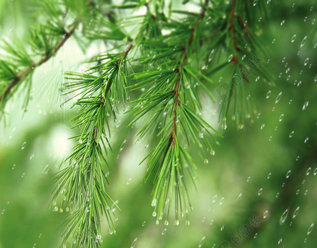 树叶风景谷雨二十四节气海报背景