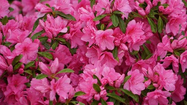 一千朵玫瑰 花 粉红色 性质 粉红色的花 花园 花卉园