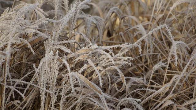 草 叶子 枯萎 干 白 冬天 冰 雪 水晶 霜 冷