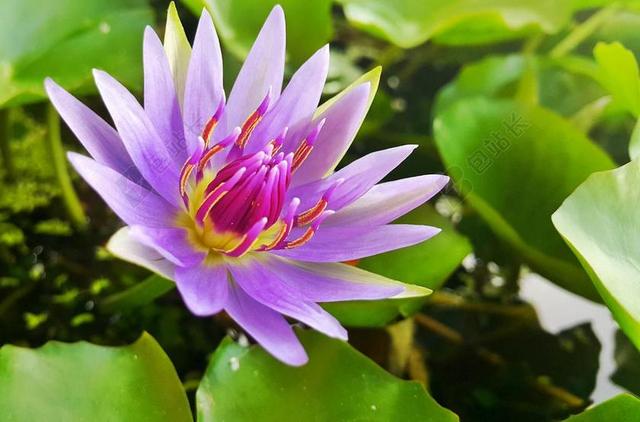 花 莲花 荷叶 性质 粉红色的荷花 莲花湖 绿 白莲花。