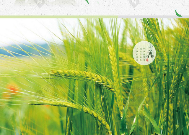 清新自然稻谷燕子小满传统节气中国传统二十四节气海报背景素材