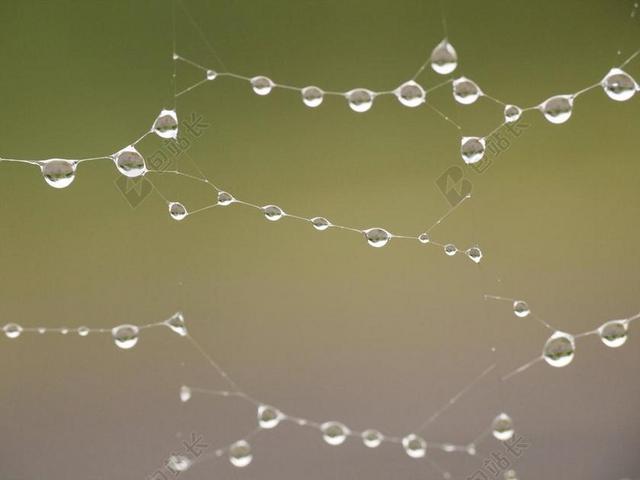 摄影自然雨后蜘蛛网上不规则的水珠背景图片