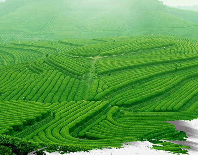 茶 茶文化清明节电商狂欢茶田背景大图PSD素材