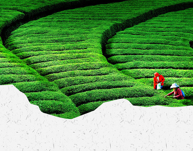 茶 茶文化高清商务海报用茶园背景PSD素材