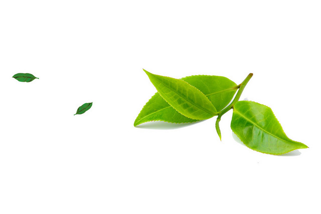 茶 茶文化高清茶叶元素清明节PSD素材