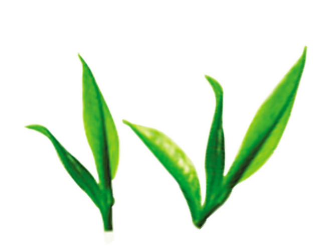 茶 茶文化嫩茶叶 茶文化 茶 中国茶