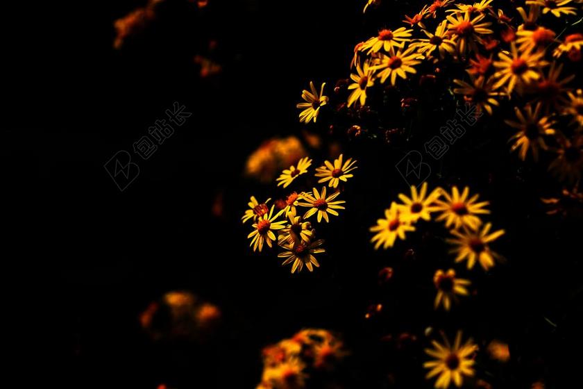 草地清新落叶花瓣背景图片