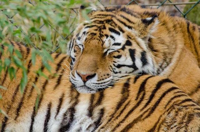 老虎 睡眠 大猫 猫科动物 野生动物 自然 动物园 捕食者
