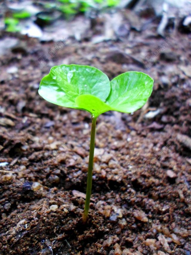 萌芽 叶 成长 滴液植物叶子 水 植物 自然 有机 植物学