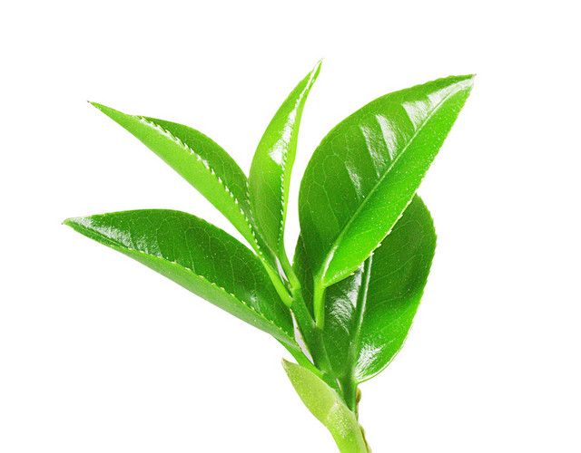 茶叶 茶文化嫩茶叶