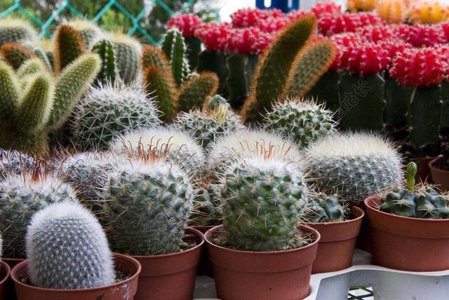 迷你仙人掌 穗 植物 锅 仙人掌 花园 绿色 沙漠 自然