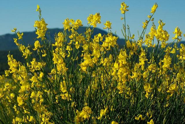油菜 鲜花 金雀花 灌木丛 黄色字段 春天
