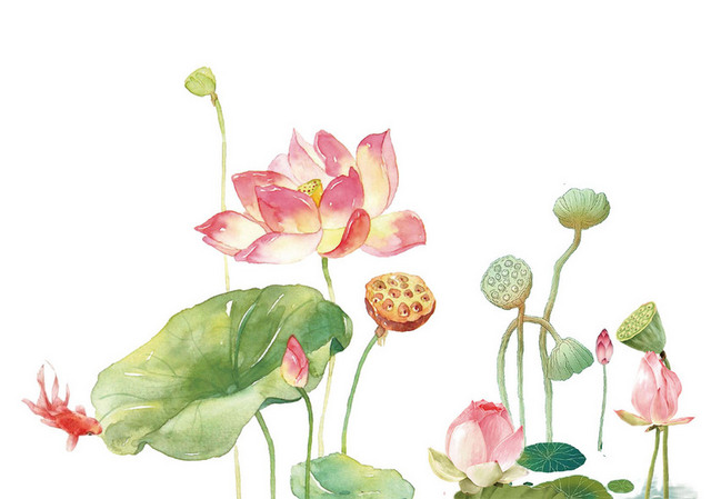 夏天立夏清明谷雨时节荷花素材