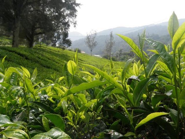茶 景观 布什 绿色 农业 人工林 亚洲 叶 自然 农田