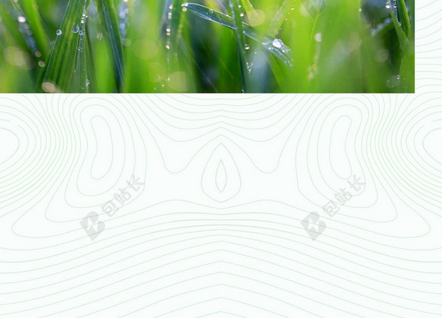 细雨水滴禾苗谷雨二十四节气绿色海报背景