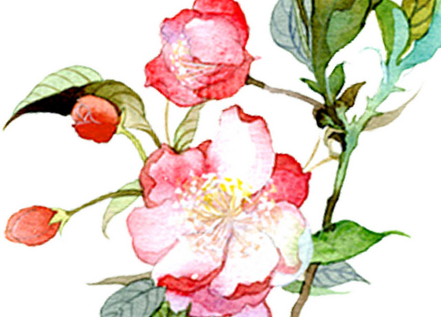 春天百花齐放花朵花卉